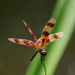 halloween pennant dragonfly